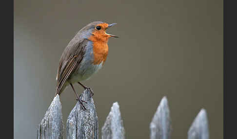 Rotkehlchen (Erithacus rubecula)