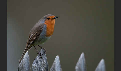 Rotkehlchen (Erithacus rubecula)