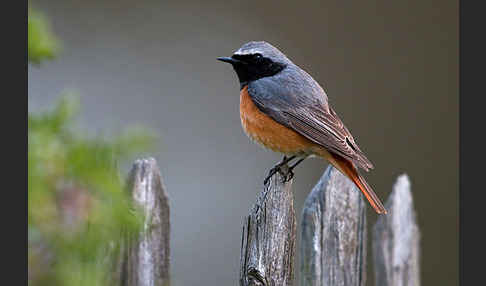 Gartenrotschwanz (Phoenicurus phoenicurus)