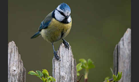 Blaumeise (Parus caeruleus)