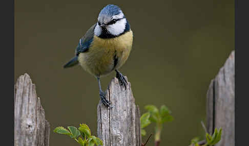 Blaumeise (Parus caeruleus)