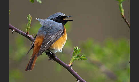 Gartenrotschwanz (Phoenicurus phoenicurus)