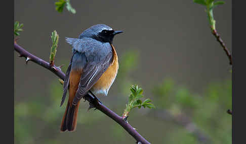 Gartenrotschwanz (Phoenicurus phoenicurus)