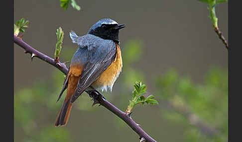 Gartenrotschwanz (Phoenicurus phoenicurus)