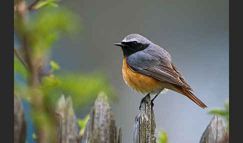 Gartenrotschwanz (Phoenicurus phoenicurus)