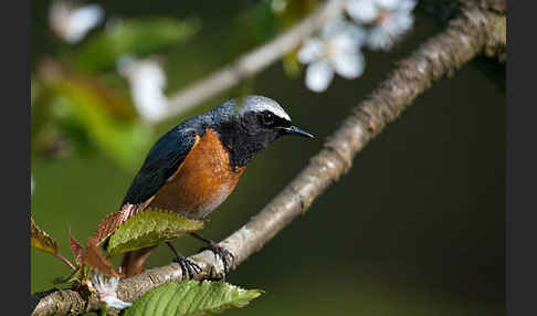 Gartenrotschwanz (Phoenicurus phoenicurus)