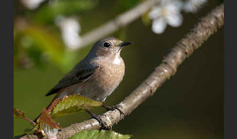 Gartenrotschwanz (Phoenicurus phoenicurus)