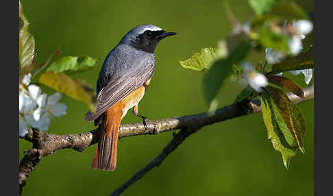 Gartenrotschwanz (Phoenicurus phoenicurus)