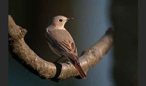 Gartenrotschwanz (Phoenicurus phoenicurus)