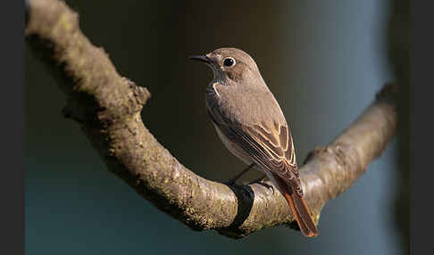 Gartenrotschwanz (Phoenicurus phoenicurus)