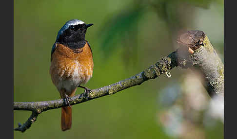 Gartenrotschwanz (Phoenicurus phoenicurus)