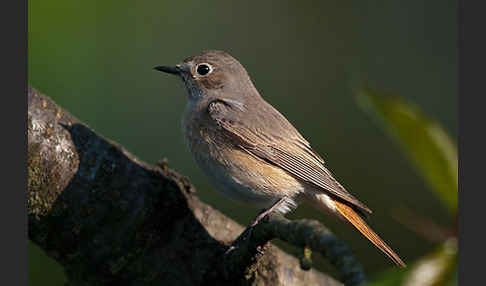 Gartenrotschwanz (Phoenicurus phoenicurus)