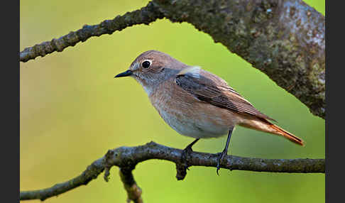 Gartenrotschwanz (Phoenicurus phoenicurus)