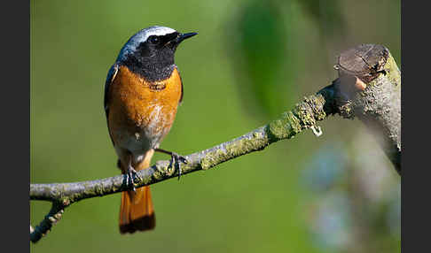 Gartenrotschwanz (Phoenicurus phoenicurus)