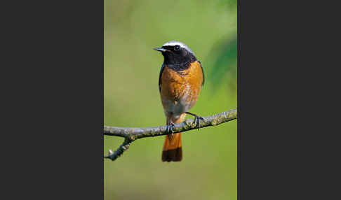 Gartenrotschwanz (Phoenicurus phoenicurus)