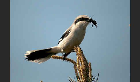 Raubwürger (Lanius excubitor koenigi)