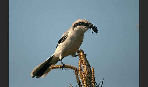 Raubwürger (Lanius excubitor koenigi)