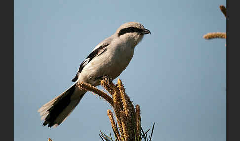 Raubwürger (Lanius excubitor koenigi)