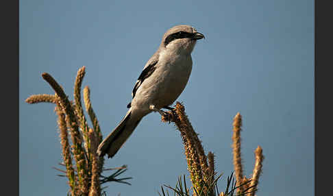 Raubwürger (Lanius excubitor koenigi)