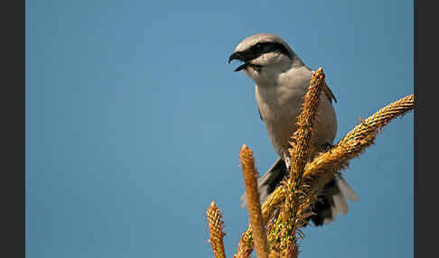 Raubwürger (Lanius excubitor koenigi)