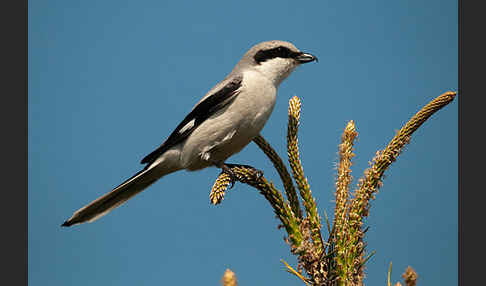 Raubwürger (Lanius excubitor koenigi)