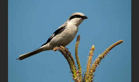 Raubwürger (Lanius excubitor koenigi)