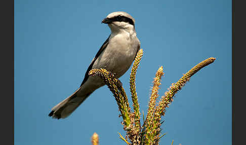 Raubwürger (Lanius excubitor koenigi)