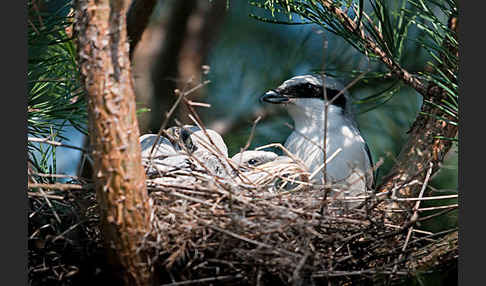 Raubwürger (Lanius excubitor koenigi)