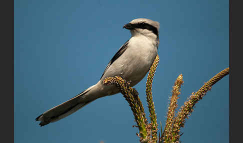 Raubwürger (Lanius excubitor koenigi)