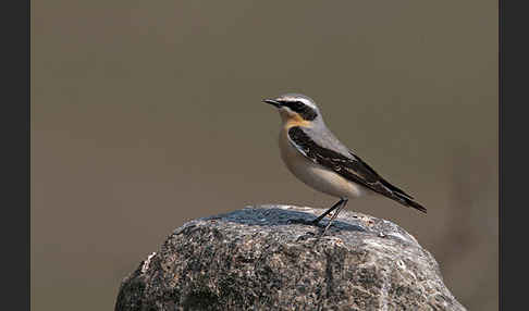 Steinschmätzer (Oenanthe oenanthe)