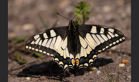 Schwalbenschwanz (Papilio machaon)