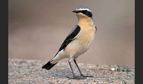 Steinschmätzer (Oenanthe oenanthe)