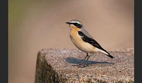 Steinschmätzer (Oenanthe oenanthe)