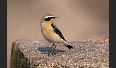 Steinschmätzer (Oenanthe oenanthe)