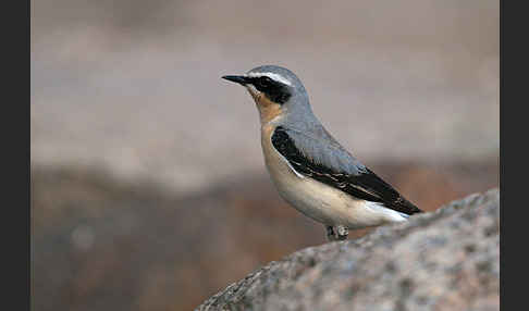 Steinschmätzer (Oenanthe oenanthe)