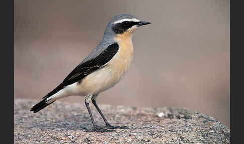 Steinschmätzer (Oenanthe oenanthe)