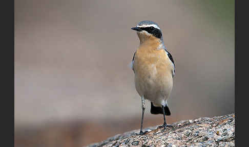 Steinschmätzer (Oenanthe oenanthe)