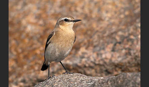 Steinschmätzer (Oenanthe oenanthe)