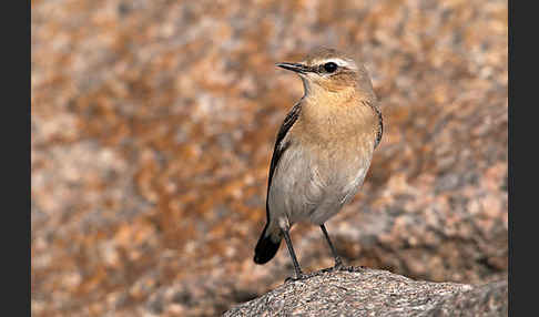 Steinschmätzer (Oenanthe oenanthe)