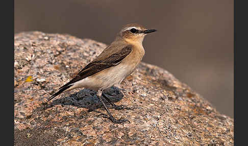 Steinschmätzer (Oenanthe oenanthe)