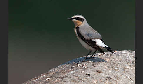 Steinschmätzer (Oenanthe oenanthe)