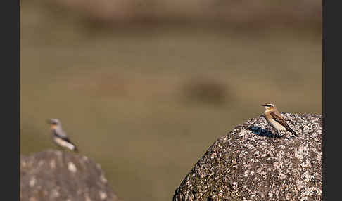 Steinschmätzer (Oenanthe oenanthe)