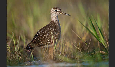 Bruchwasserläufer (Tringa glareola)