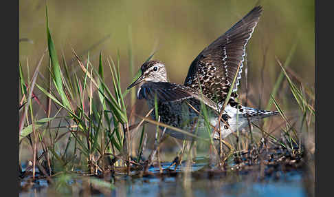 Bruchwasserläufer (Tringa glareola)