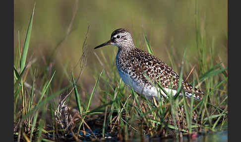 Bruchwasserläufer (Tringa glareola)