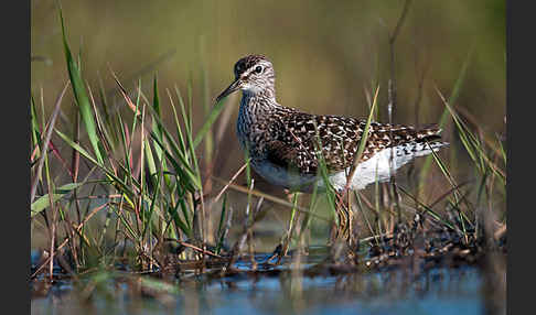 Bruchwasserläufer (Tringa glareola)