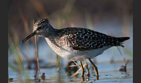 Bruchwasserläufer (Tringa glareola)