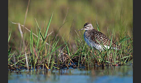 Bruchwasserläufer (Tringa glareola)