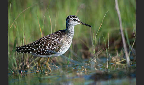 Bruchwasserläufer (Tringa glareola)