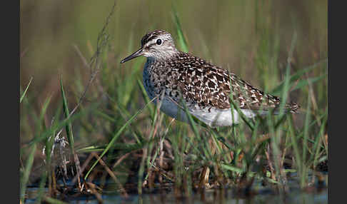 Bruchwasserläufer (Tringa glareola)